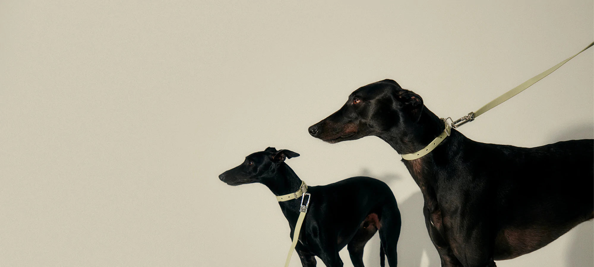Pet Collection by Frank Green